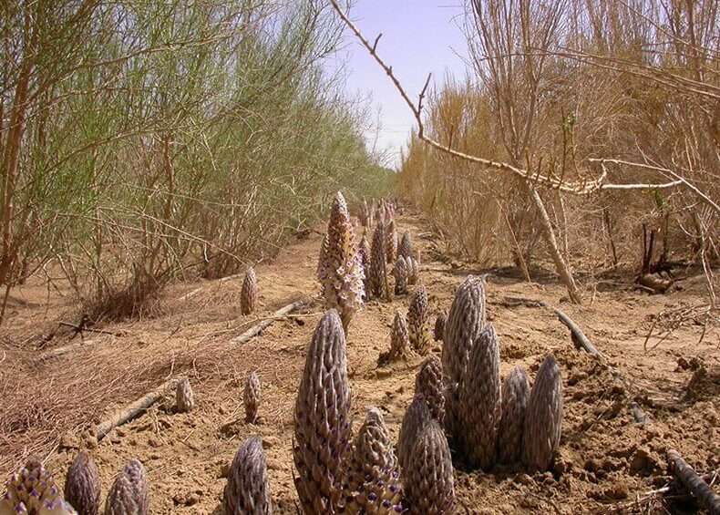 Cistanche Deserticola