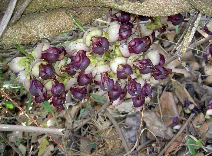 Mucuna Collettii