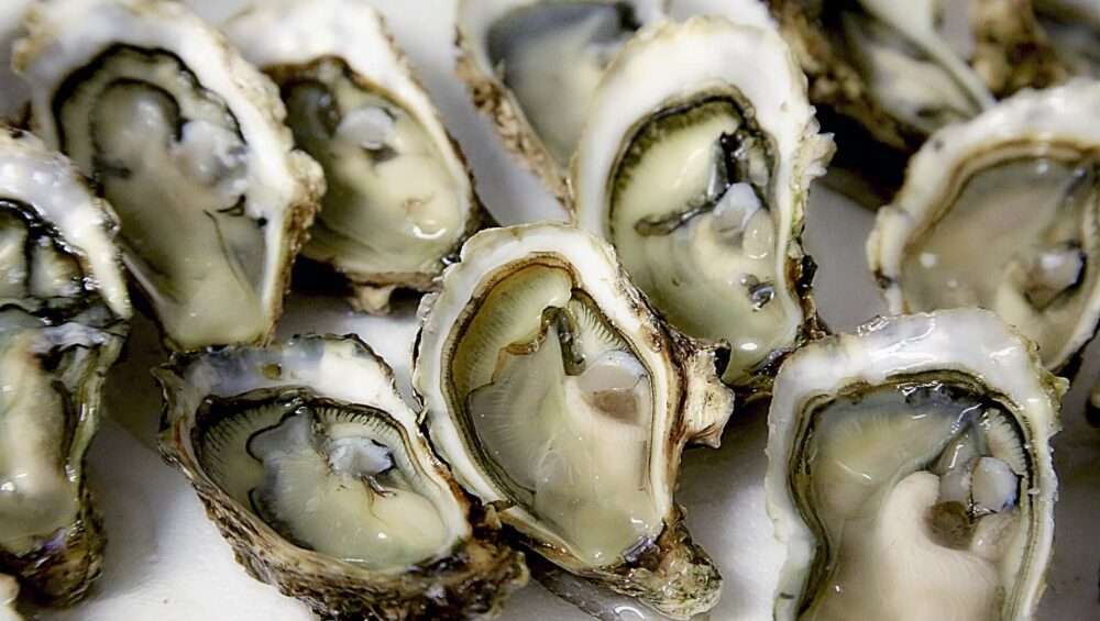 Oysters