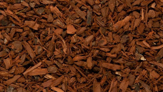 Pygeum Bark, Pygeum Africanum