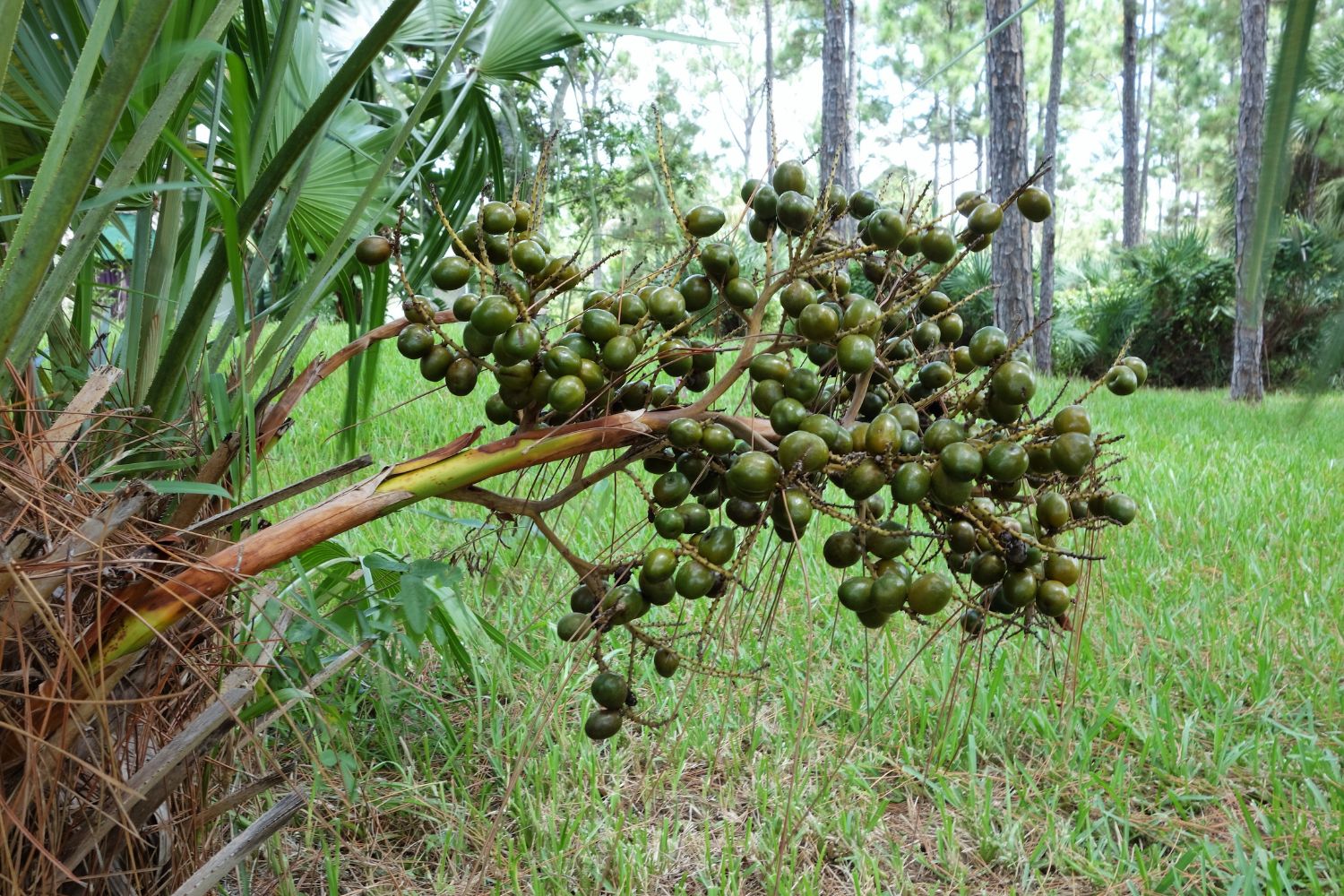The Ultimate Guide to Saw Palmetto: Benefits, Side Effects, and Uses