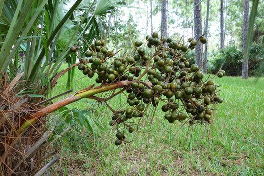 The Ultimate Guide to Saw Palmetto: Benefits, Side Effects, and Uses