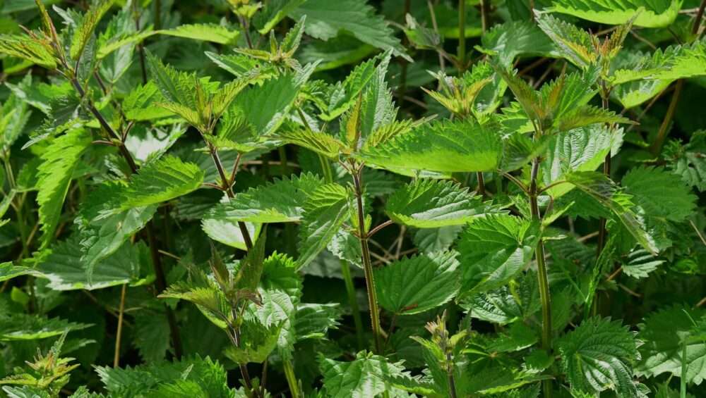 The Benefits and Uses of Stinging Nettle