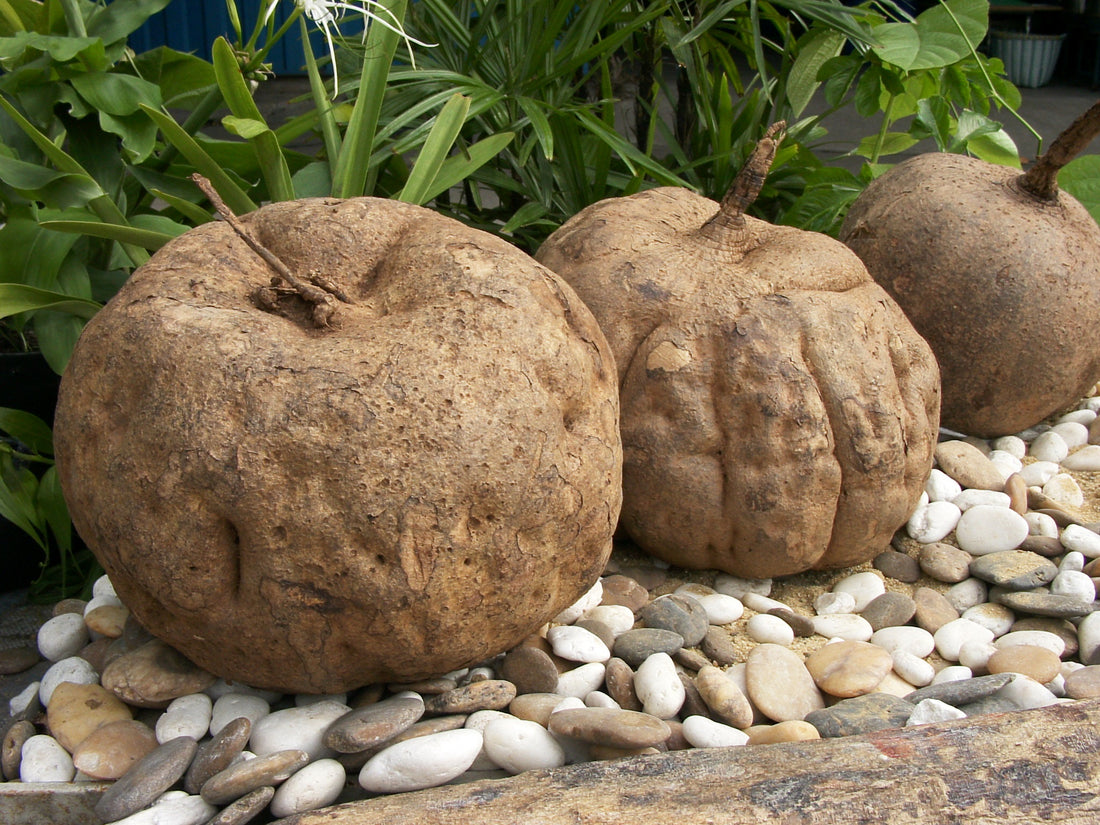 Thai Wild Kudzu, Pueraria Mirifica, Butea Superba and Mucuna Collettii