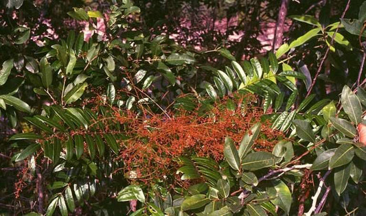 Tongkat Ali, Eurycoma longifolia, flowering plant